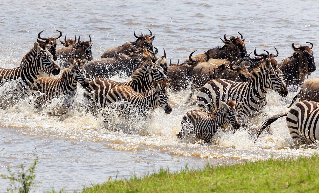 Best Great Migration River Crossing Safari & Tour3