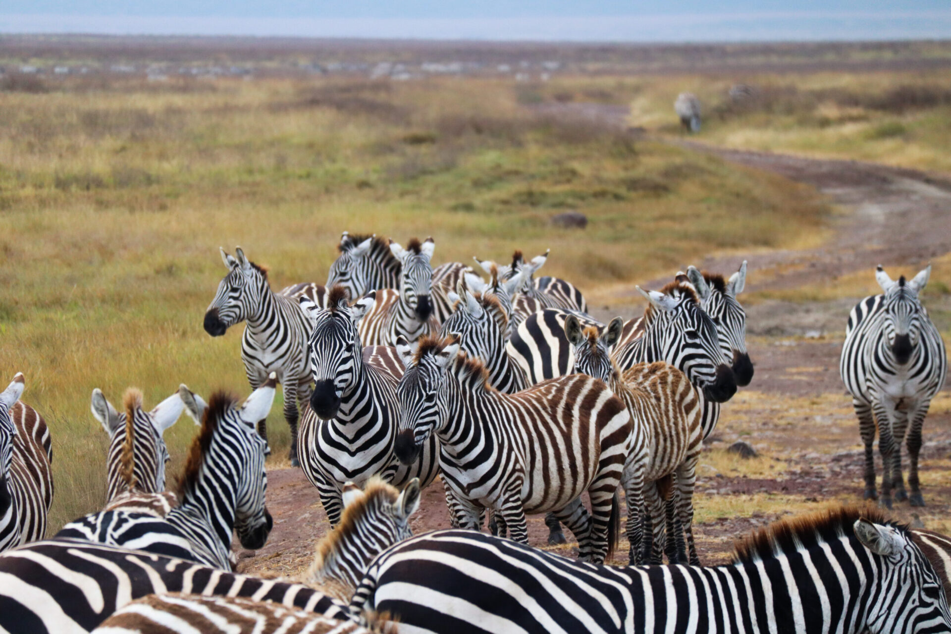 Extremly Impressive Tanzania Safari1