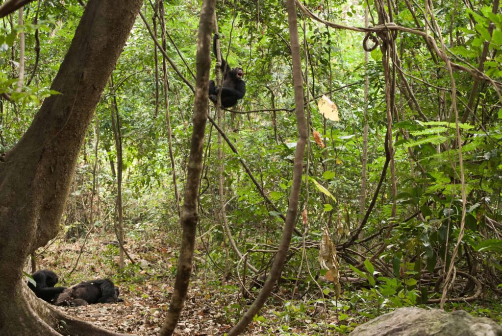 Chimpanzee