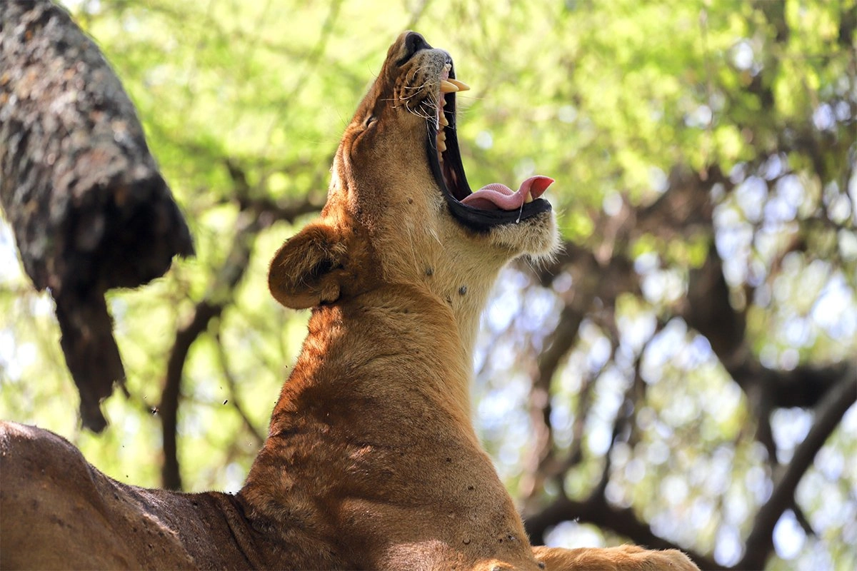 Luxury Safari Manyara, Serengeti And Ngorongoro Crater3