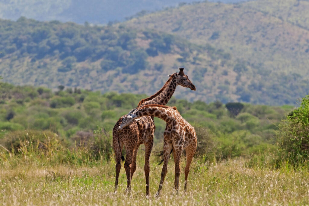 Luxury Tarangire Safari
