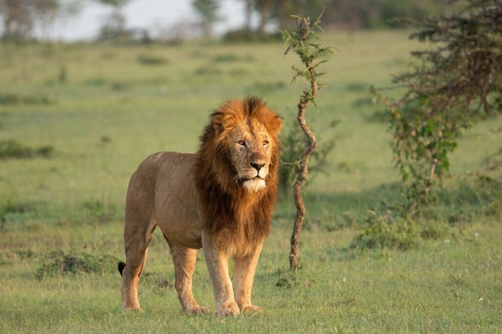 Tarangire Ngorongoro Manyara Safari