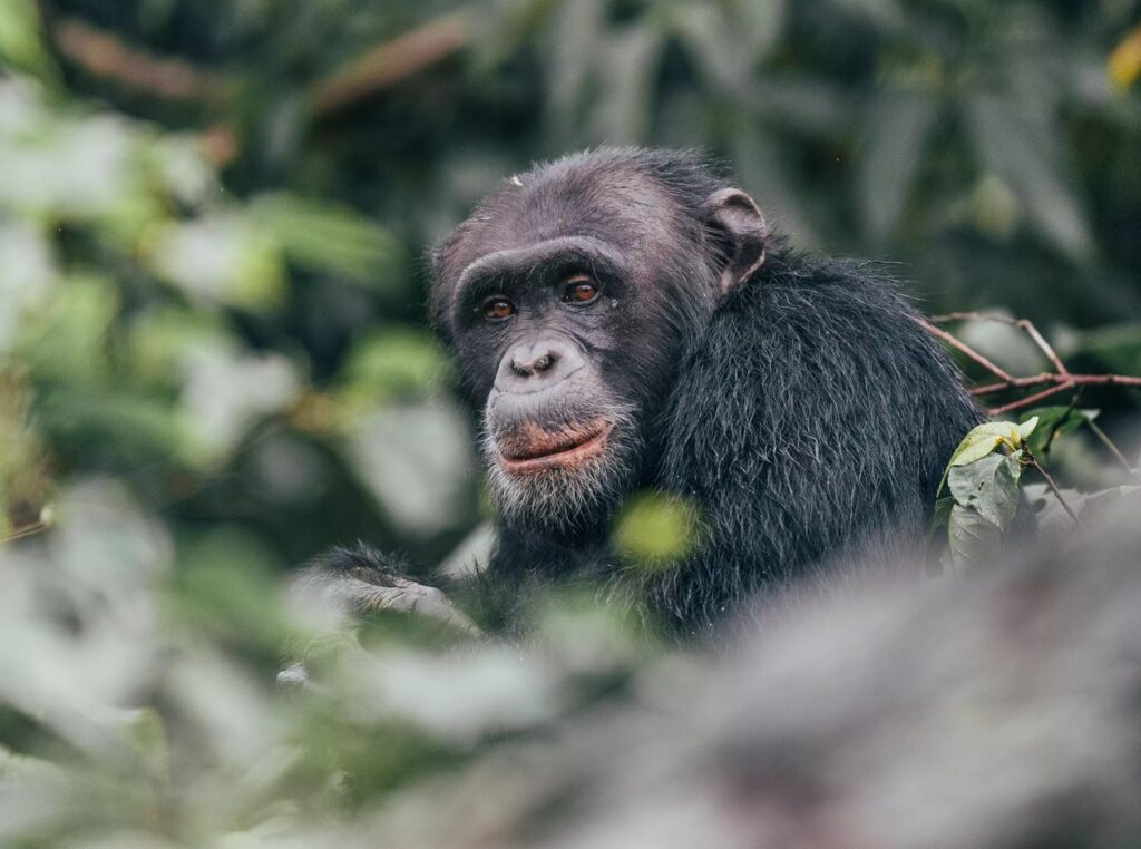 Exploring the Lives of Mahale Chimpanzees