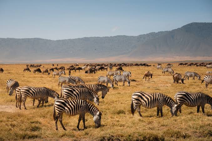 Serengeti and Ngorongoro Safari