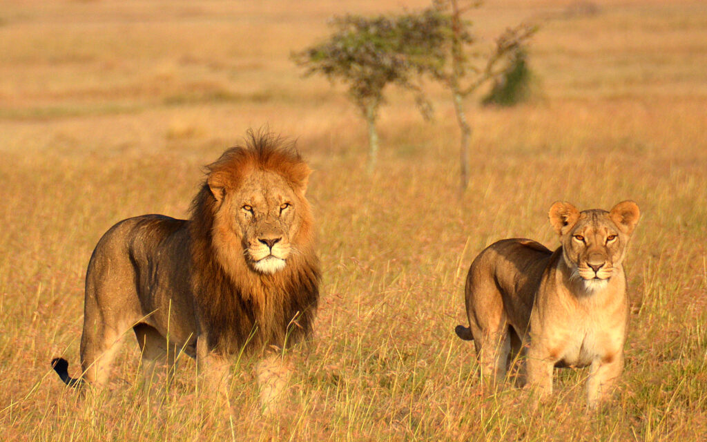 Dangerous Animals in Africa