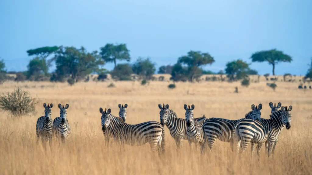 Safari in Northern Tanzania