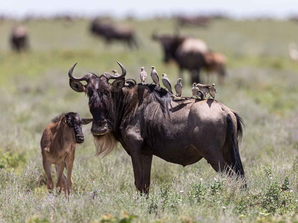 5-Day Northern Tanzania Safari