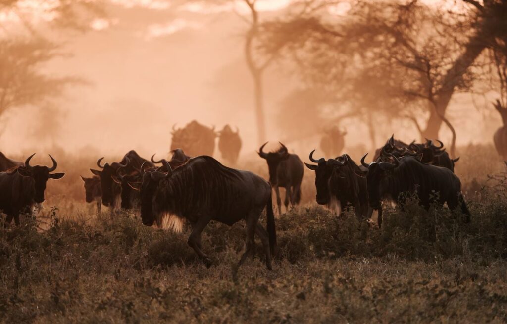 Serengeti Migration Safari