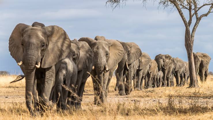 Asian Elephant vs. African Elephant