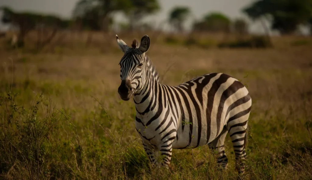 Best Countries to Visit in Africa