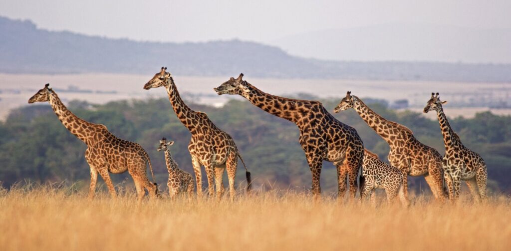 Best Time to Travel to Tanzania for Safari