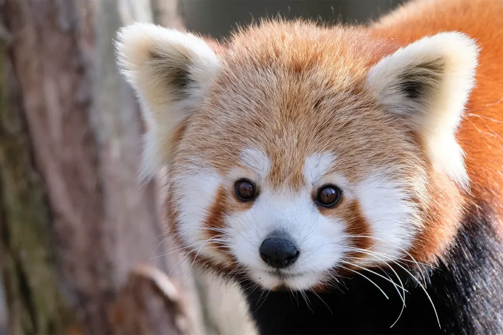 The Most Beautiful Animals on Earth