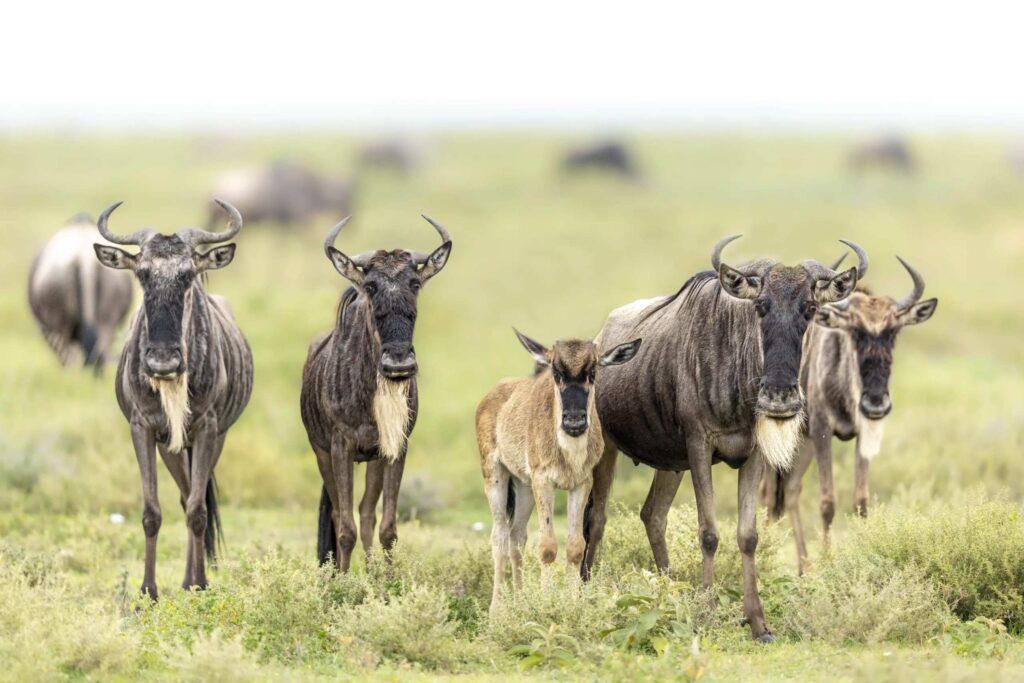Top 5 Spots to Witness the Serengeti Great Wildebeest Migration 1735605479