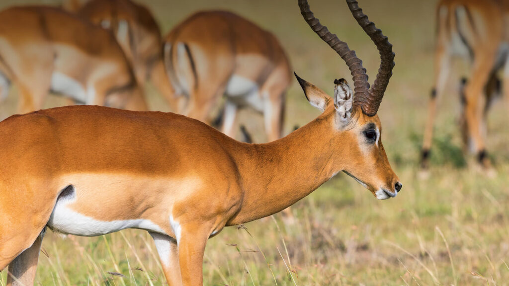 African Antelope Species