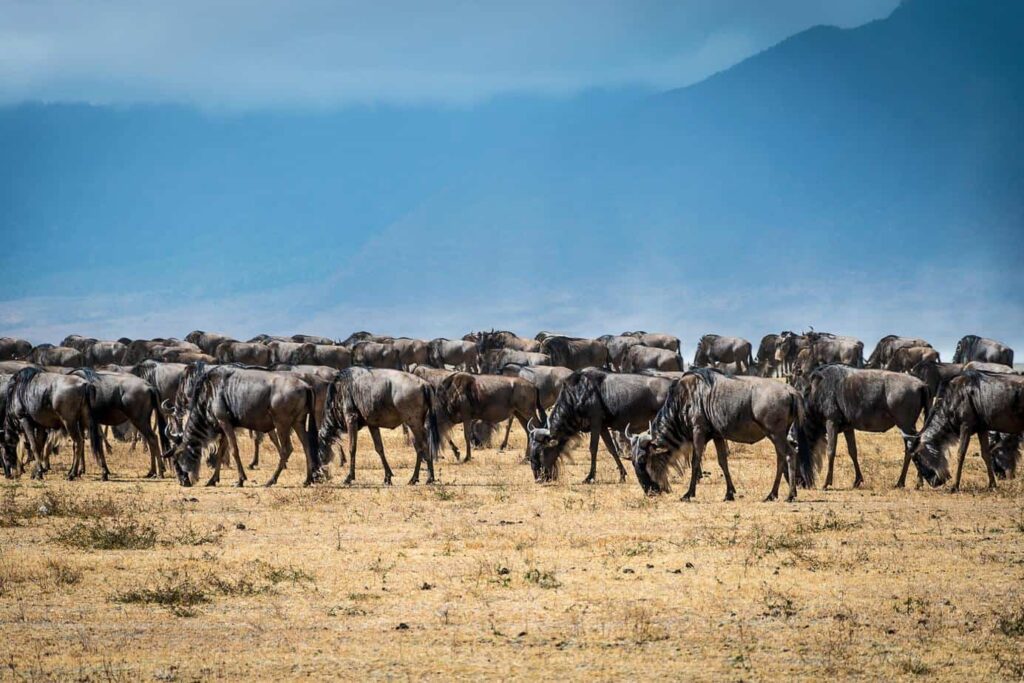 10-Day Tanzania 4x4 Safari