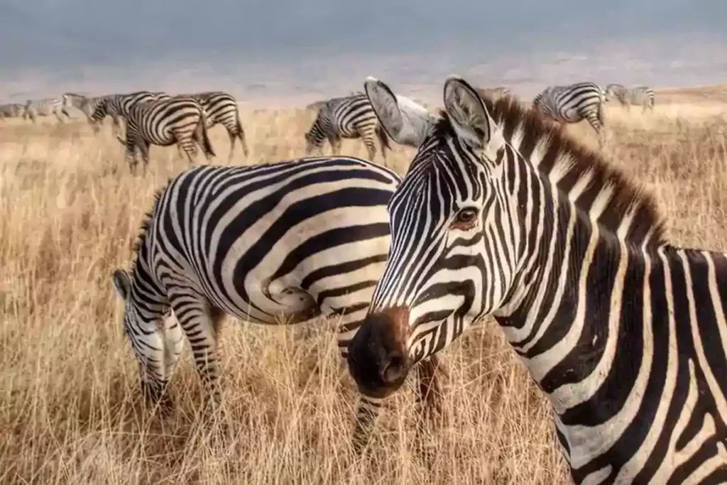 Exploring Tanzania's Breathtaking Wildlife Parks