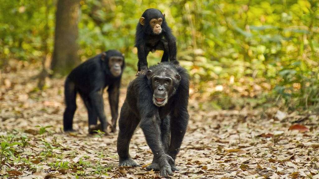 Chimpanzee Trekking