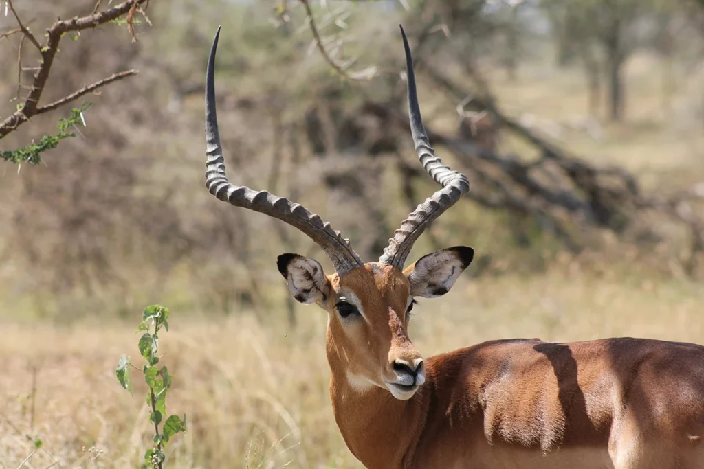 Antelope vs Gazelle
