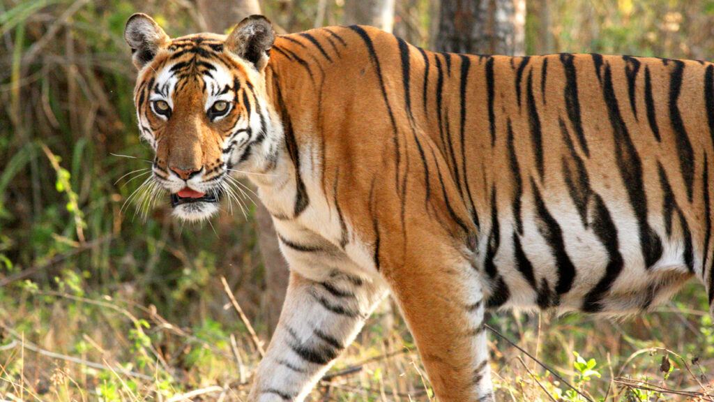 Do Tigers Live in Africa