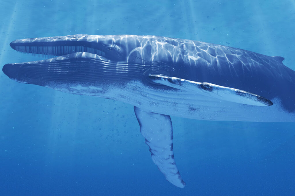 Biggest Animals on Earth