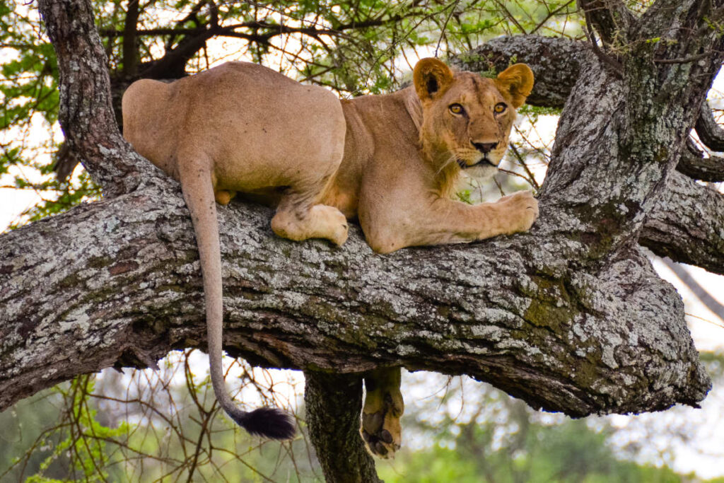 Can Lions Climb Trees
