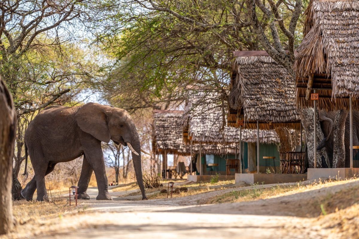Tarangire Safari Lodge / Photograph 4