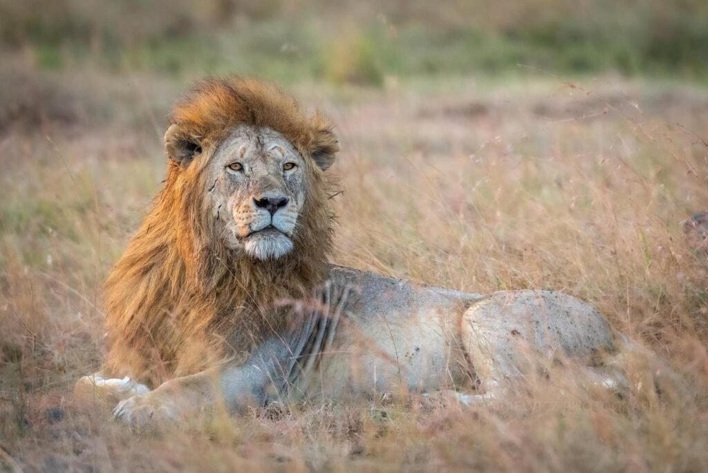 Serengeti fly in Luxury Safari from Zanzibar/ Arusha