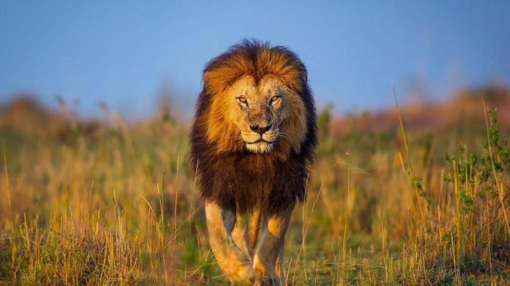 Big Five Africa Luxury Safari Experience
