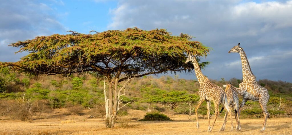 BEST OF MIKUMI AND NYERERE NATIONAL PARK SAFARI