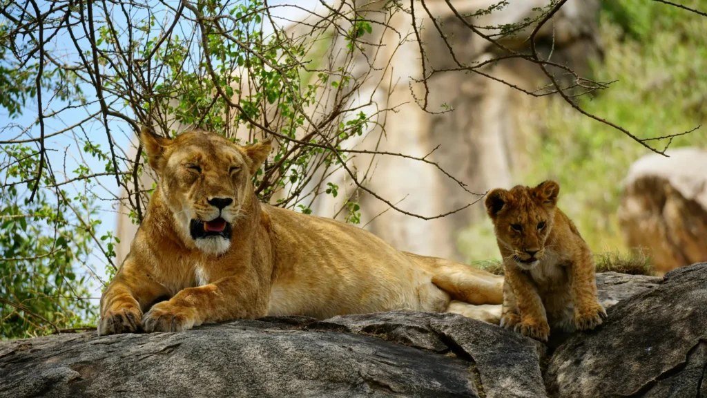 8 Day , Highlight of Tanzania Safari