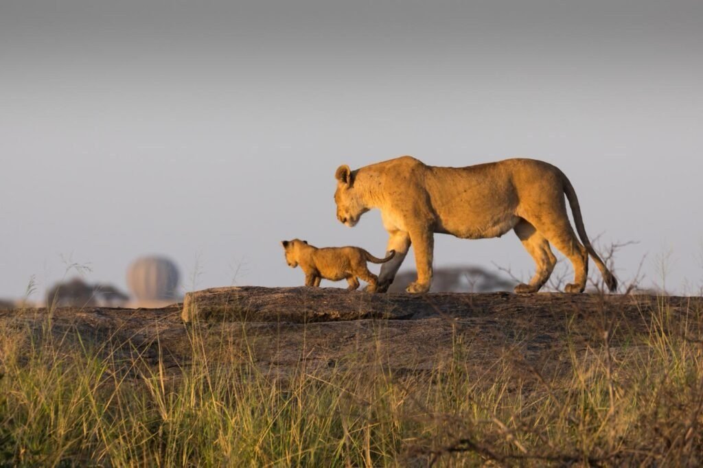 Comfort Wildlife And Zanzibar Beach Safari
