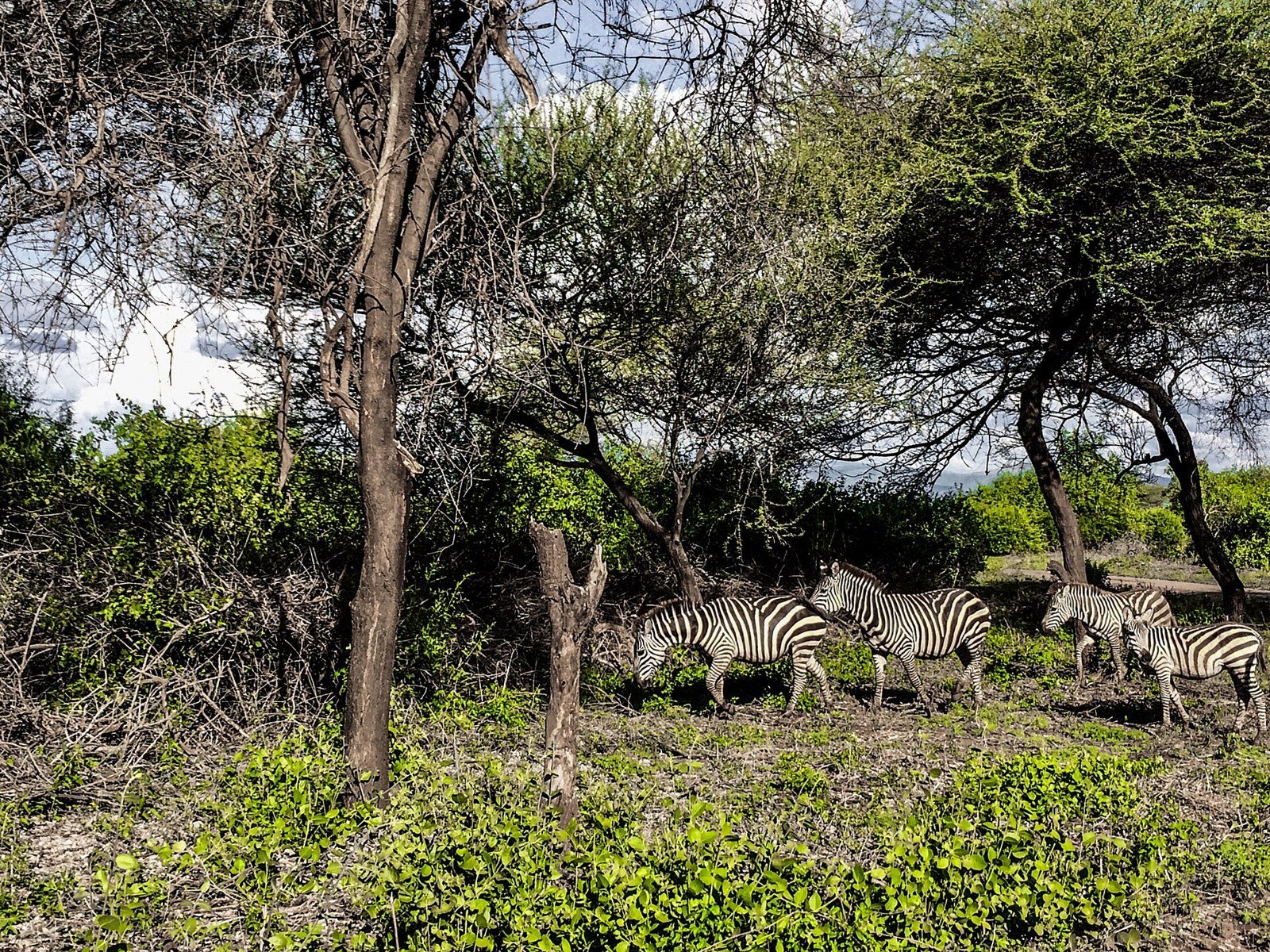 Pundamilia (Zebras) at Manyara National Park.jpg