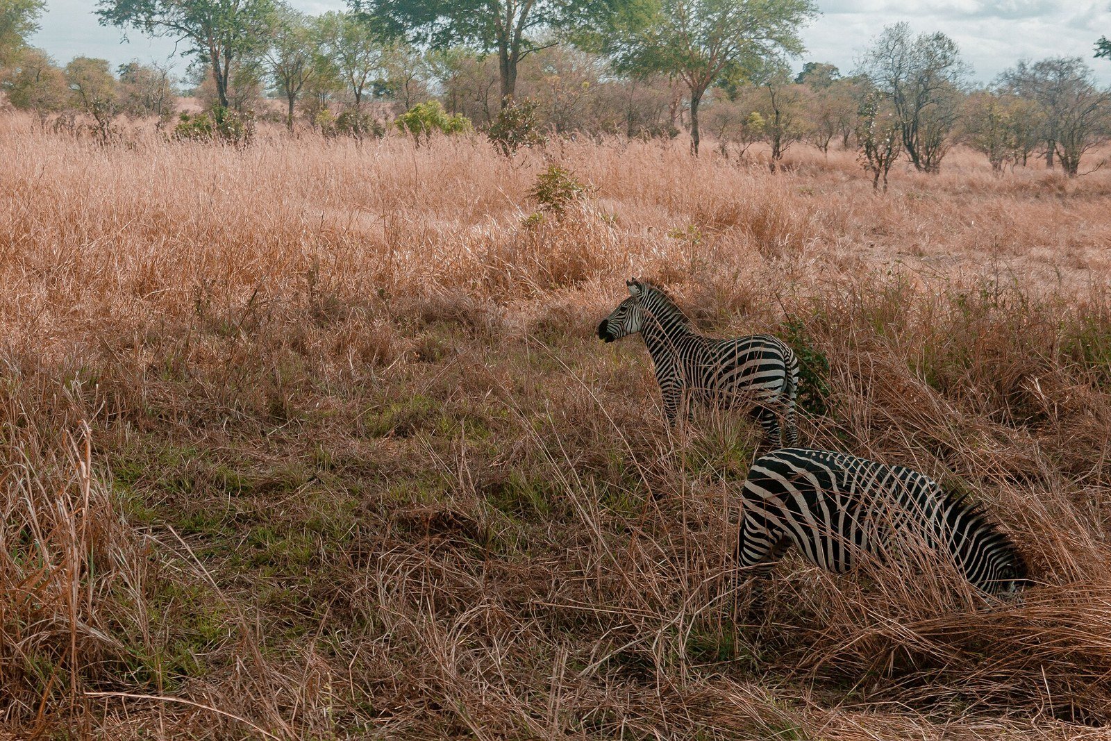Zebras Habitats in Mikumi National Park Tanzania.jpg