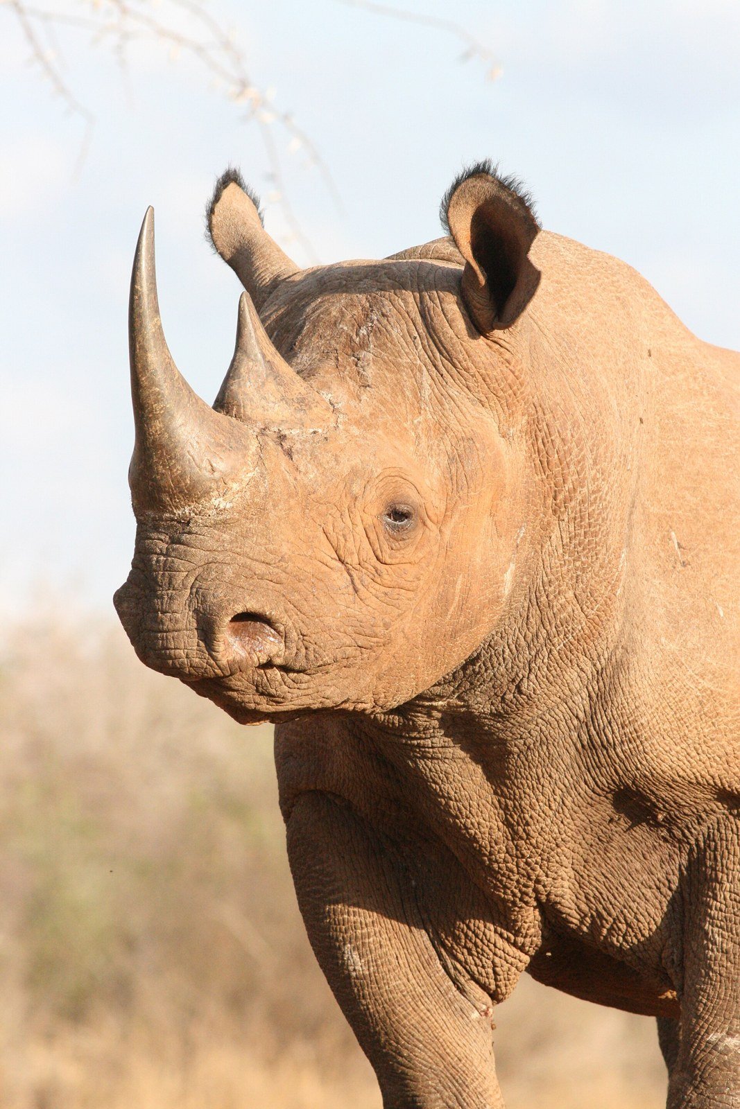 Mkomazi National Park-Rhino.jpg