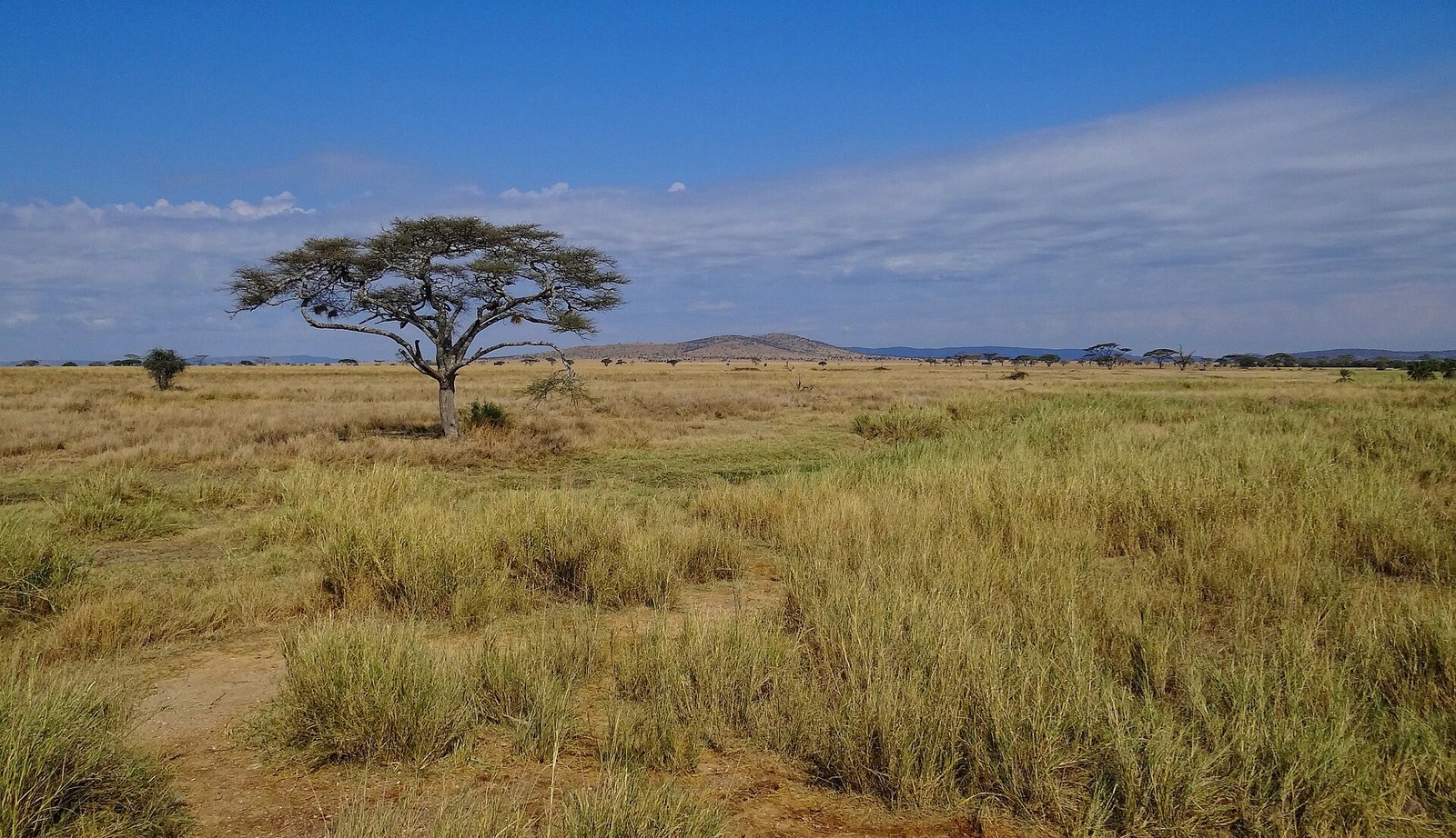 Open grassland in Serengeti National Park